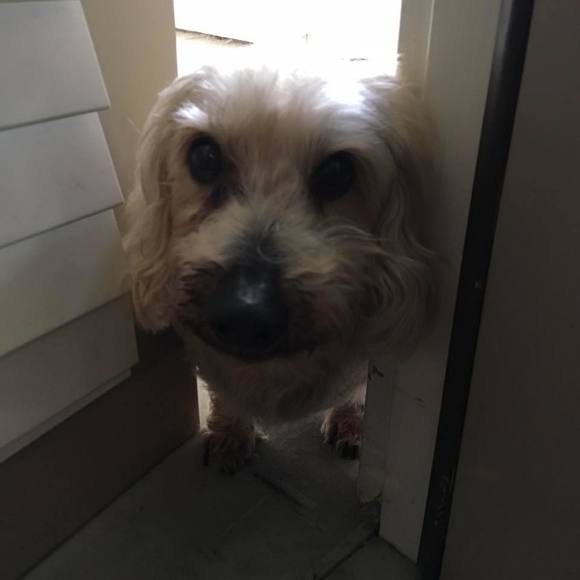 Meet your Posher, Ema - Picture 1 of 1